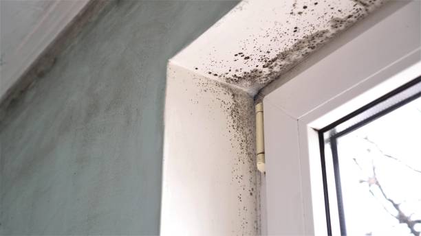 Forensic Mold Investigation in Aromas, CA